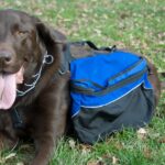 Ruff Wear Approach Dog Pack