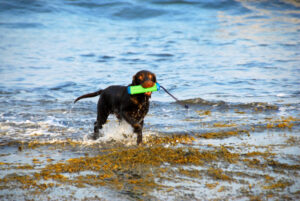 Quick Review: Chuck-it Bumper