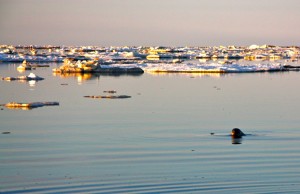 Seal Hunting with Yupik Natives