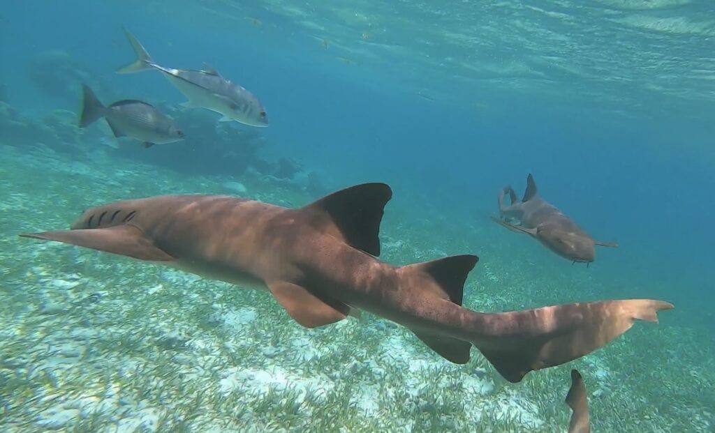 Reef Snorkeling, Belize 2019 Part 4