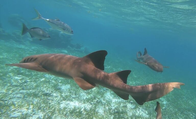 Reef Snorkeling, Belize 2019 Part 4